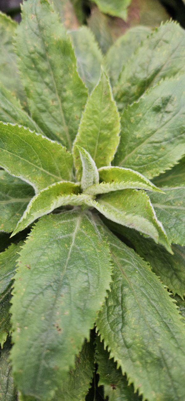 Digitalis 'Foxlight Plum Gold'