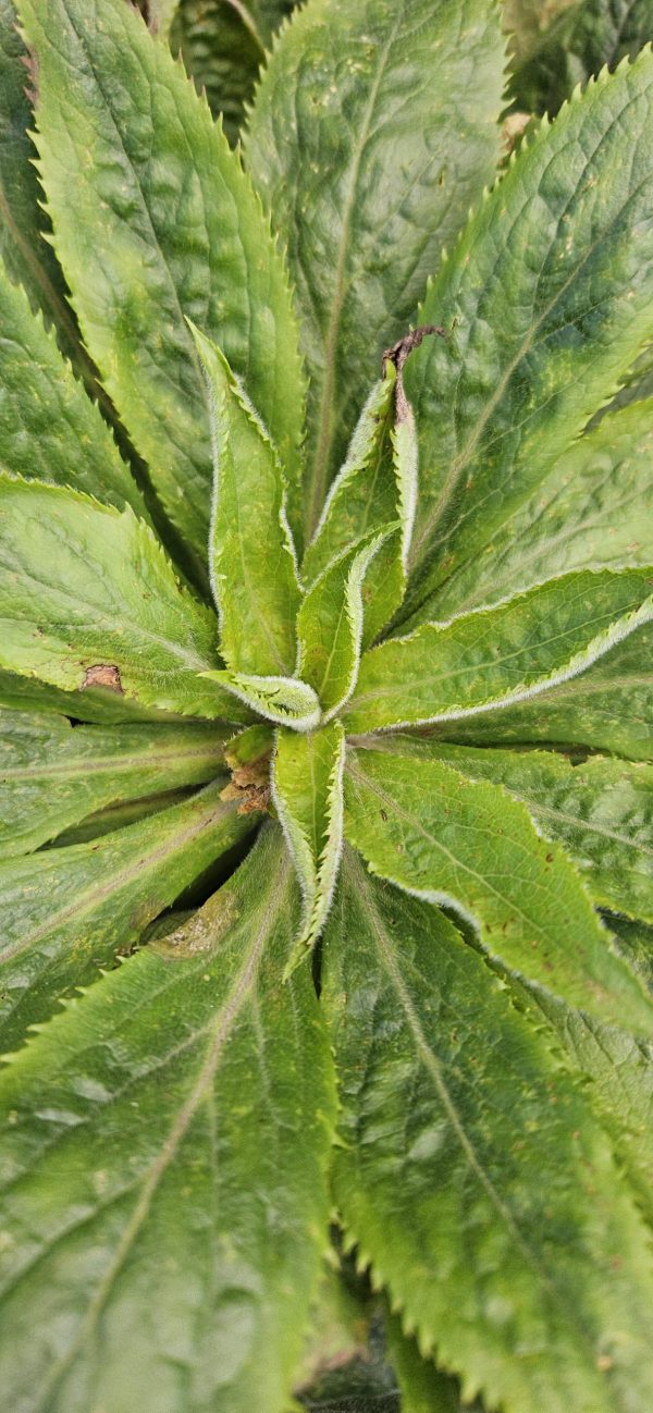 Digitalis 'Foxlight Plum Gold'