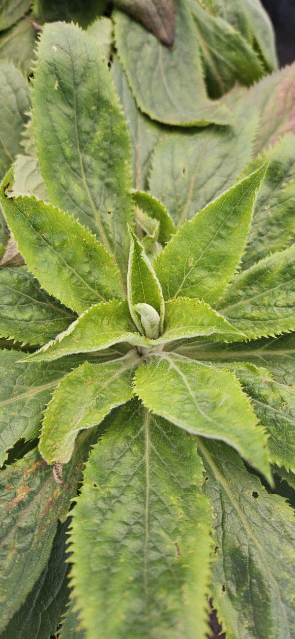 Digitalis 'Foxlight Plum Gold'
