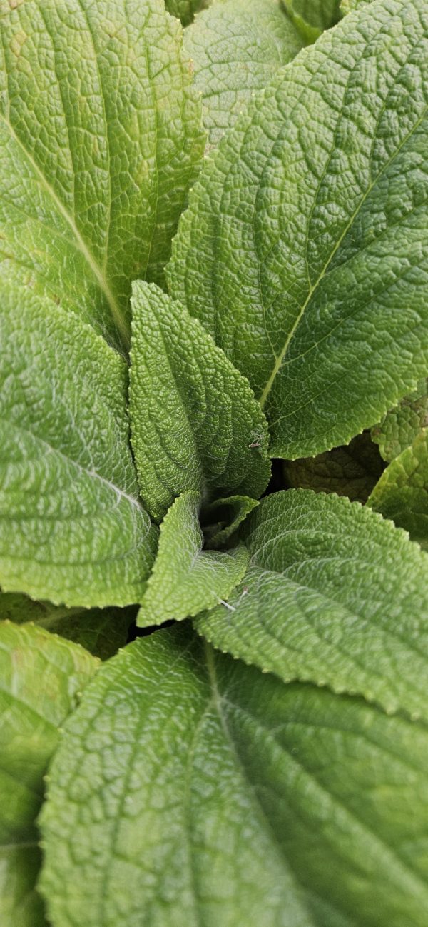 Digitalis 'Lucas Light Pink'