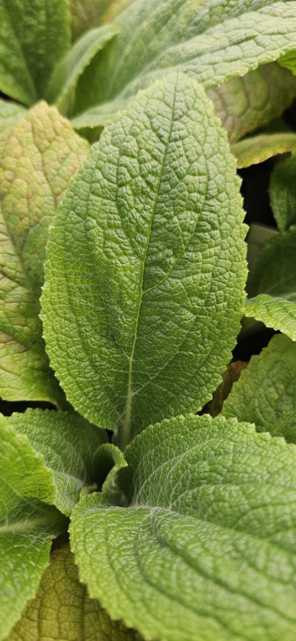 Digitalis 'Lucas Light Pink'
