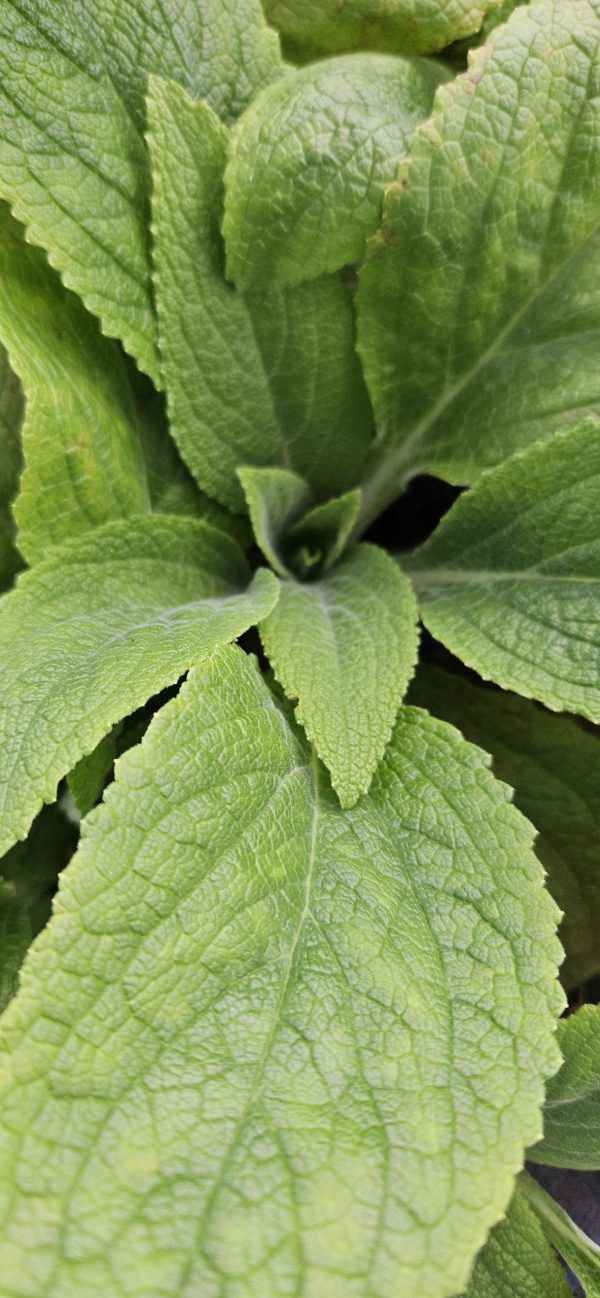 Digitalis 'Lucas Light Pink'