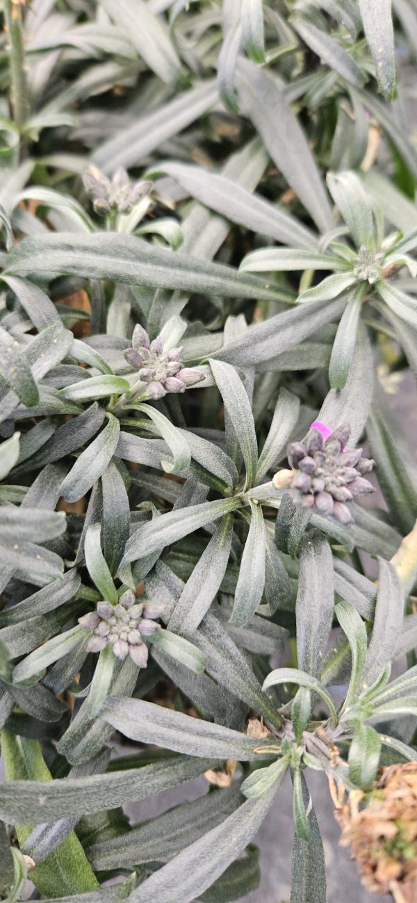 Erysimum 'Sunstrong Violet'