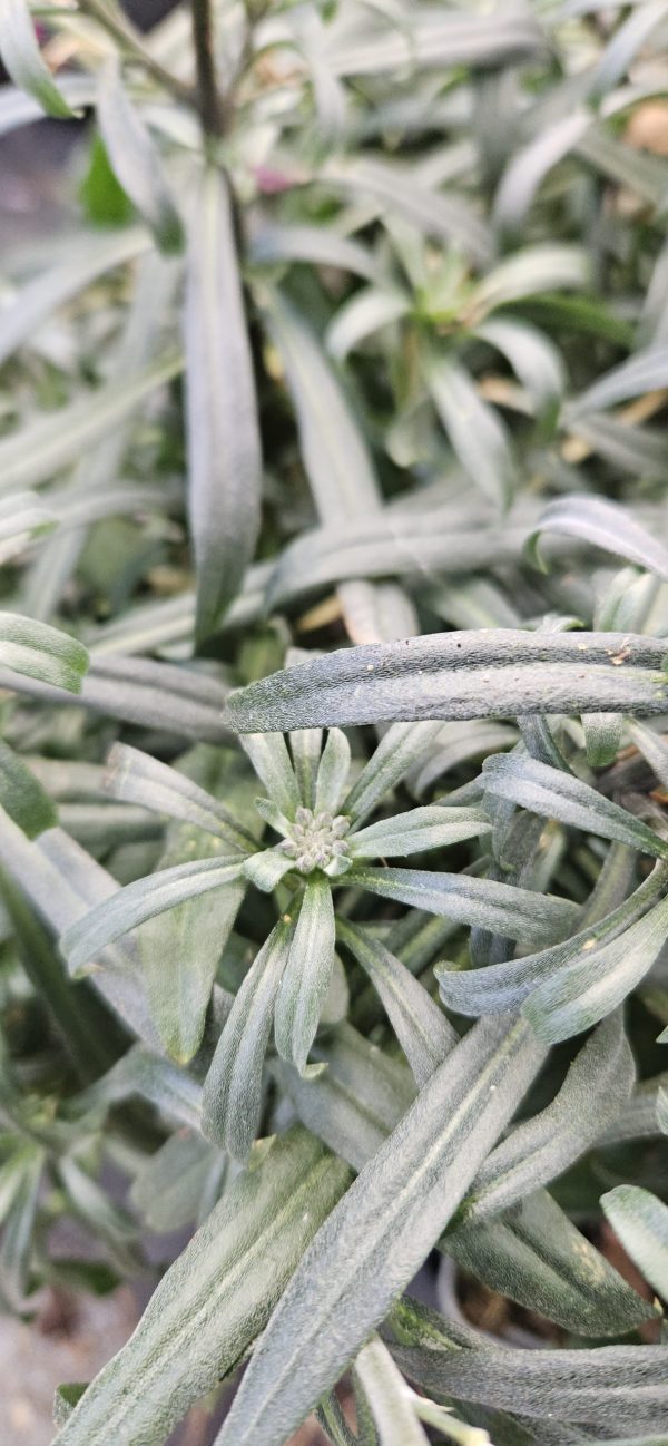 Erysimum 'Sunstrong Violet'