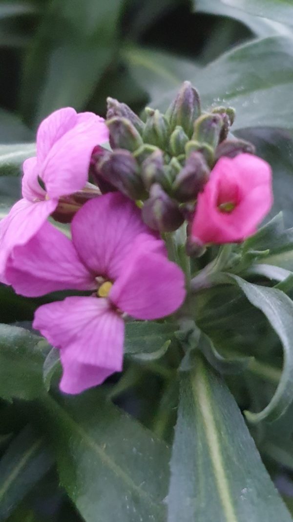 Erysimum 'Sunstrong Violet'