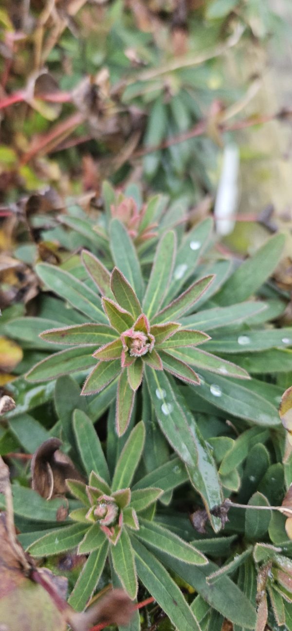 Euphorbia 'Ascot Petite'