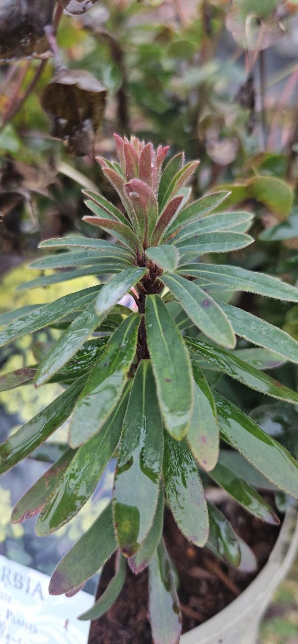 Euphorbia 'Ascot Petite'