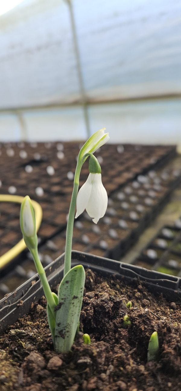 Galanthus 'Snow Fox'