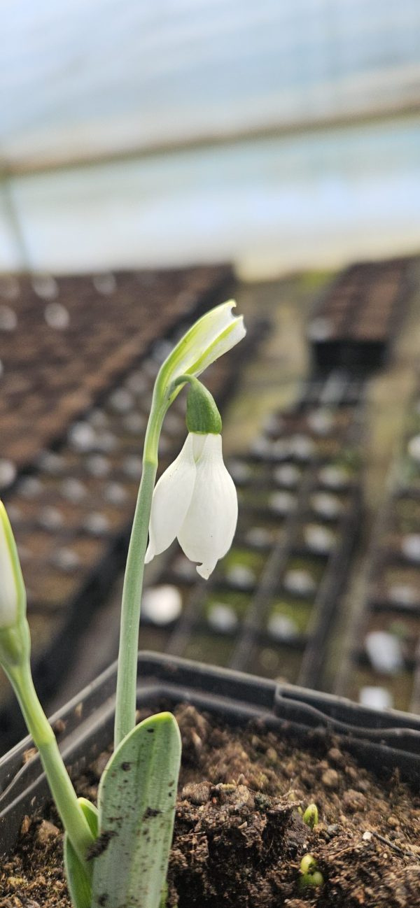 Galanthus 'Snow Fox'