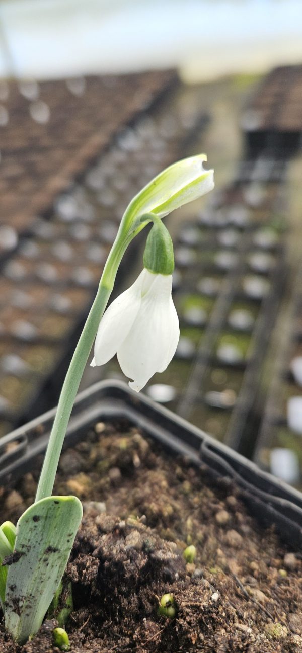 Galanthus 'Snow Fox'