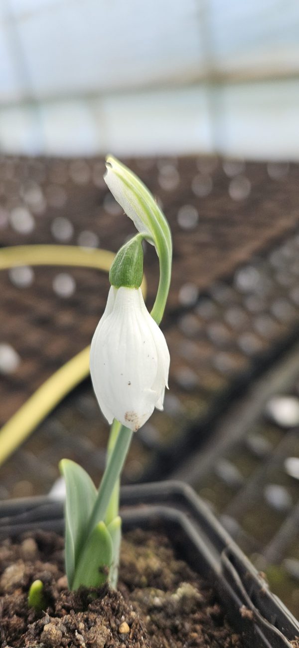 Galanthus 'Snow Fox'