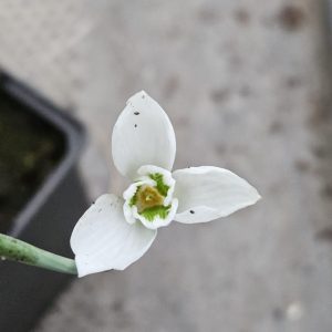 Galanthus ‘Snow Fox’
