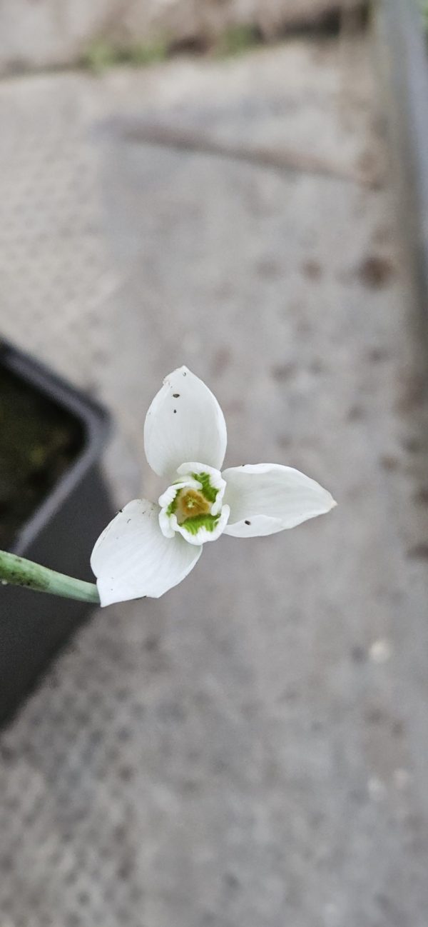 Galanthus ‘Snow Fox’