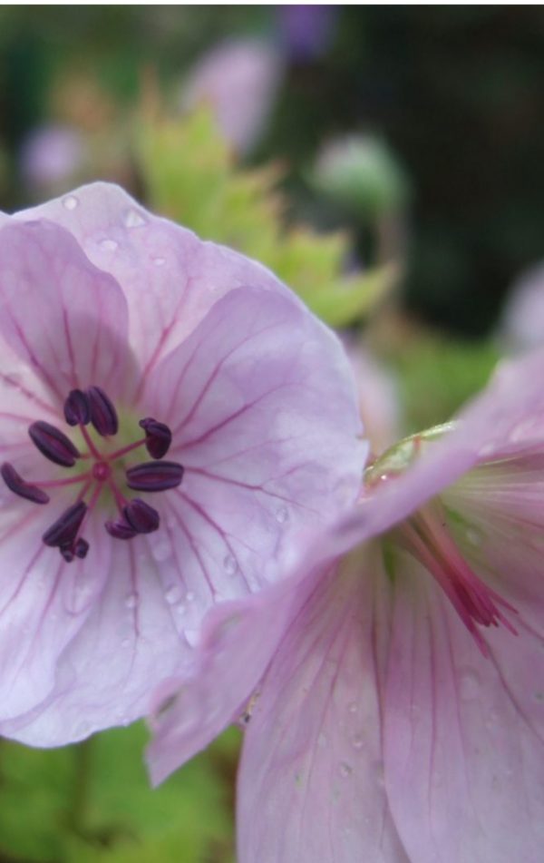 Geranium 'Lilac Ice'