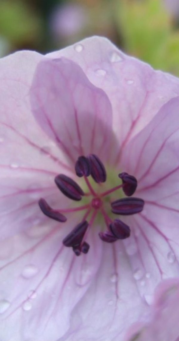 Geranium 'Lilac Ice'