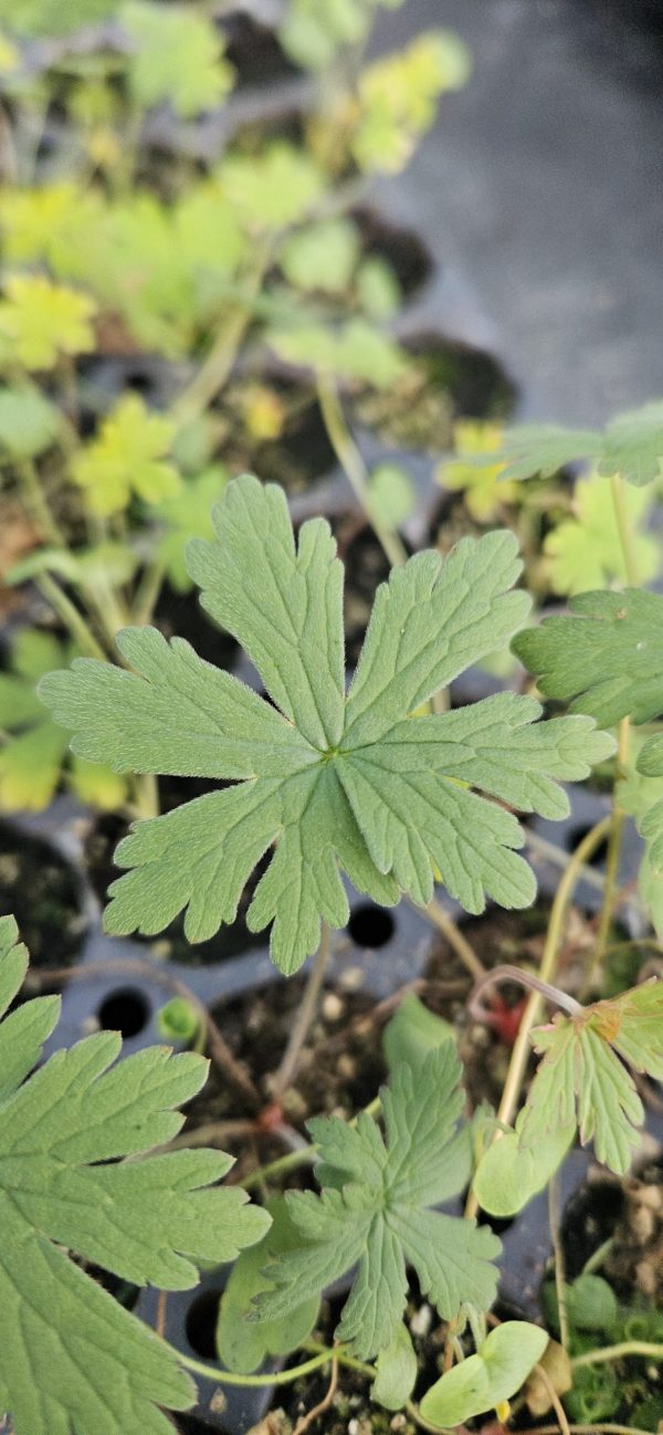 Geranium pratense 'Striatum' Geranium pratense 'Striatum'