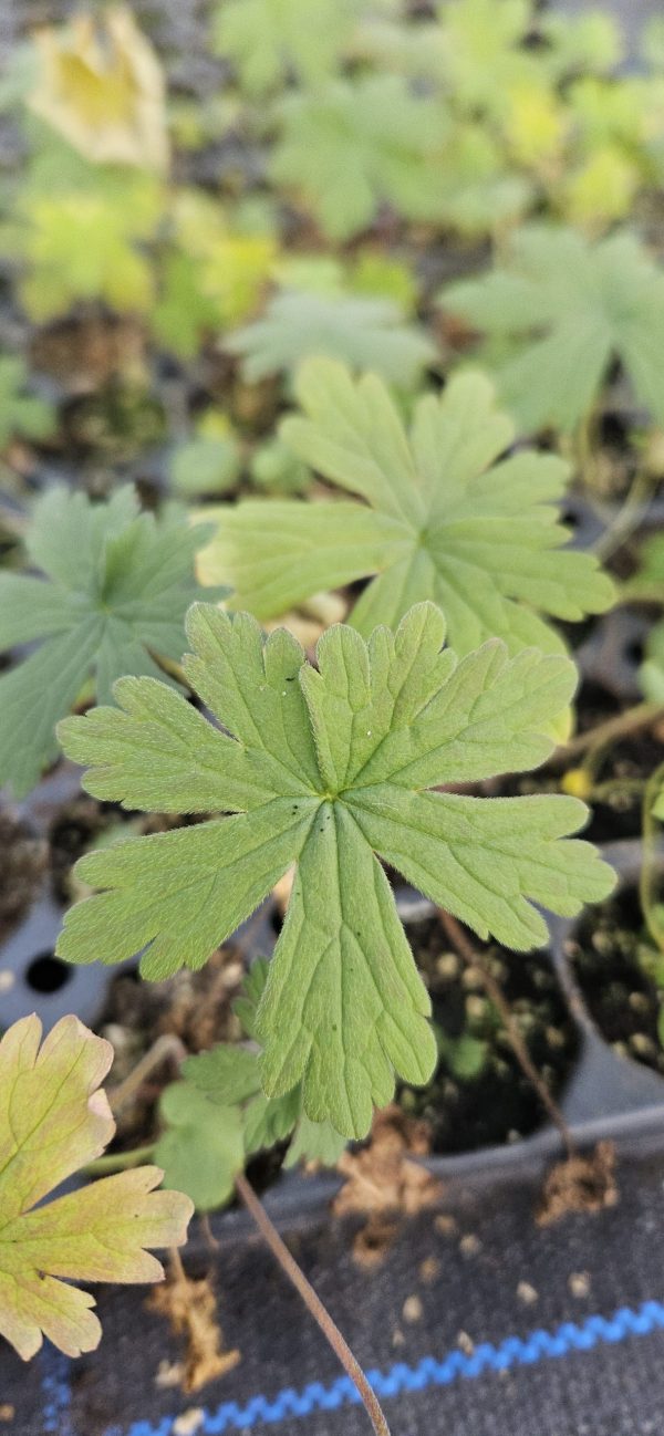 Geranium pratense 'Striatum'2 Geranium pratense 'Striatum'