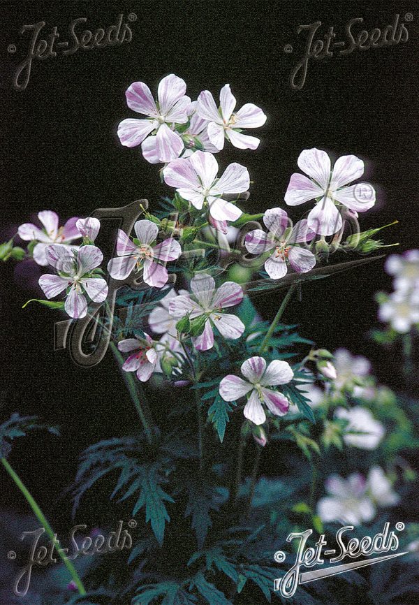 Geranium pratense 'Striatum'3 Geranium pratense 'Striatum'