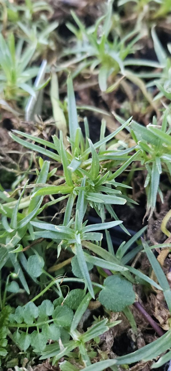 Gypsophila 'Pink Wedding'