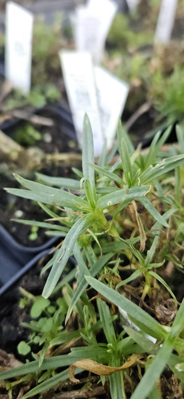 Gypsophila 'Pink Wedding'