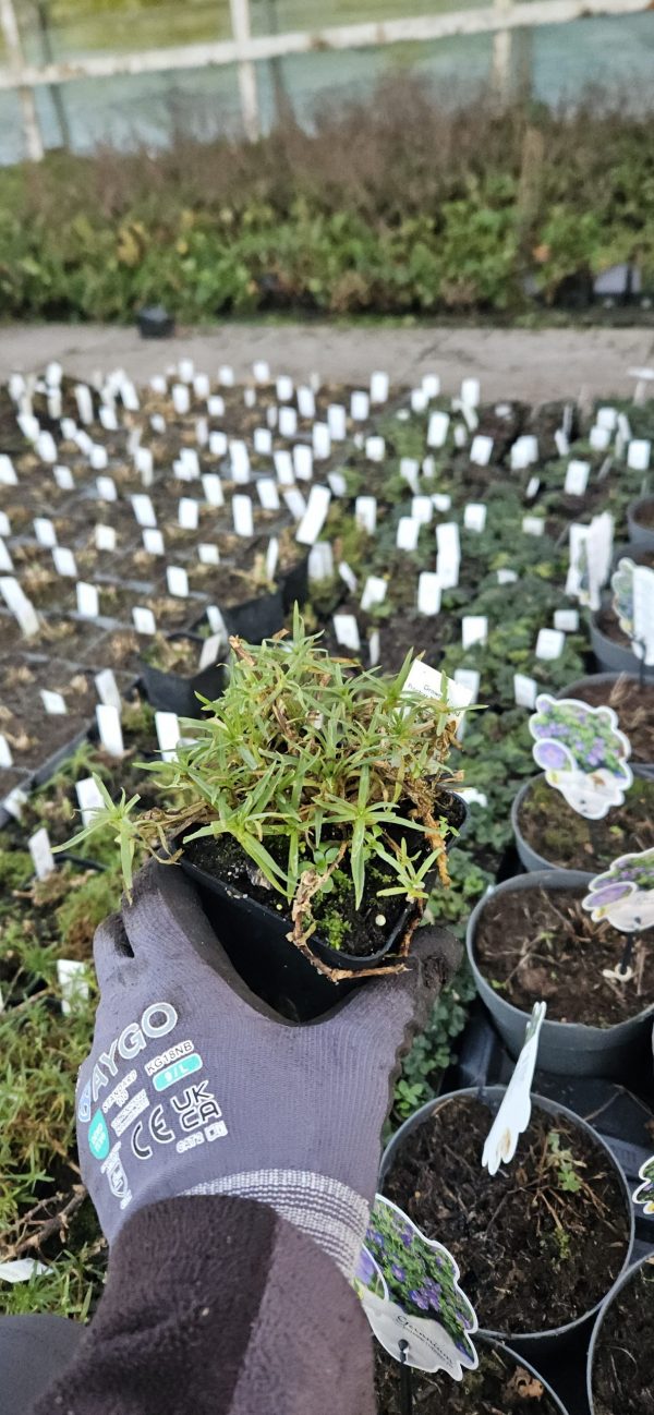 Gypsophila 'Pink Wedding'