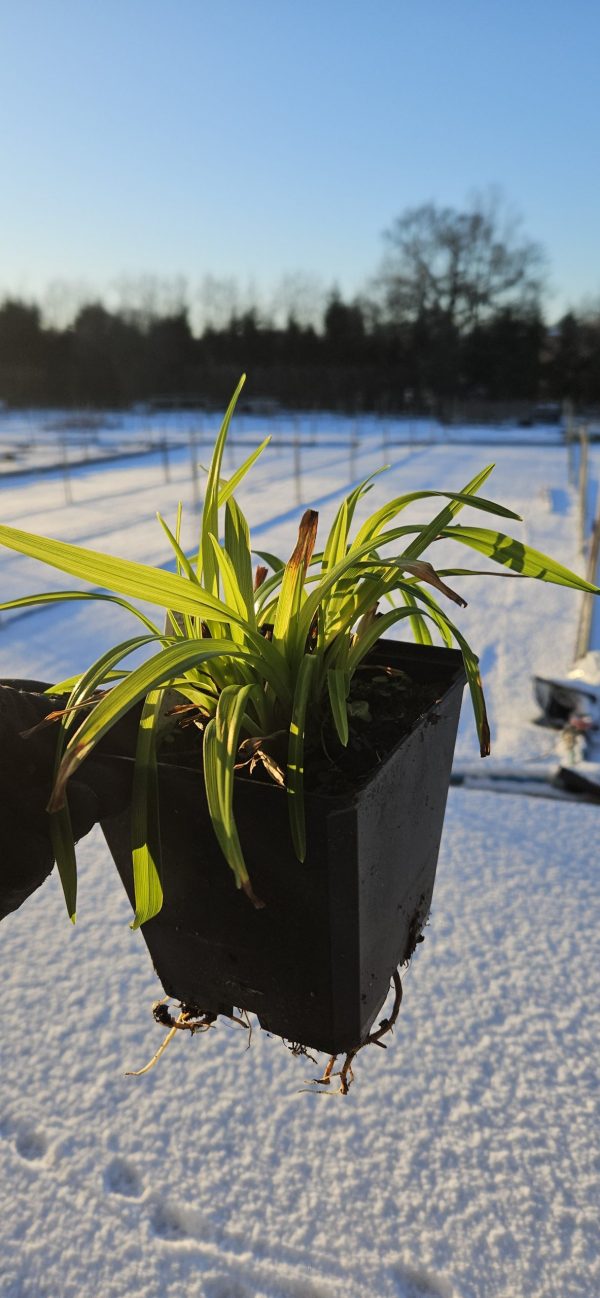 Hemerocallis 'Fragrant Reflections'