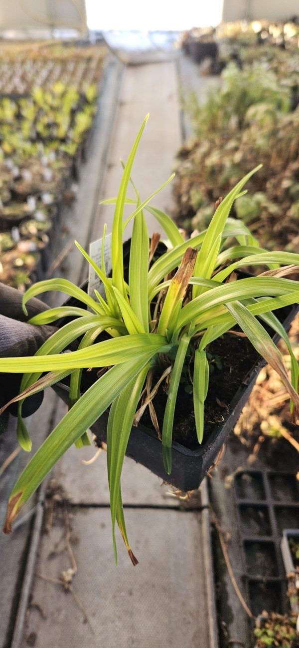 Hemerocallis 'Fragrant Reflections'
