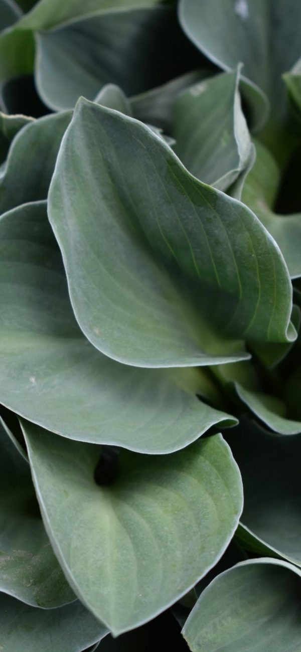 Hosta 'Halycon'