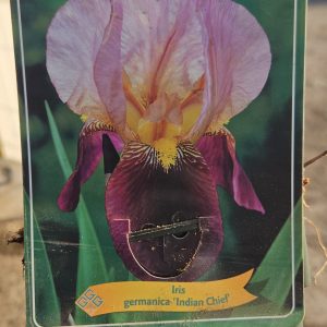 Iris 'Indian Chief'