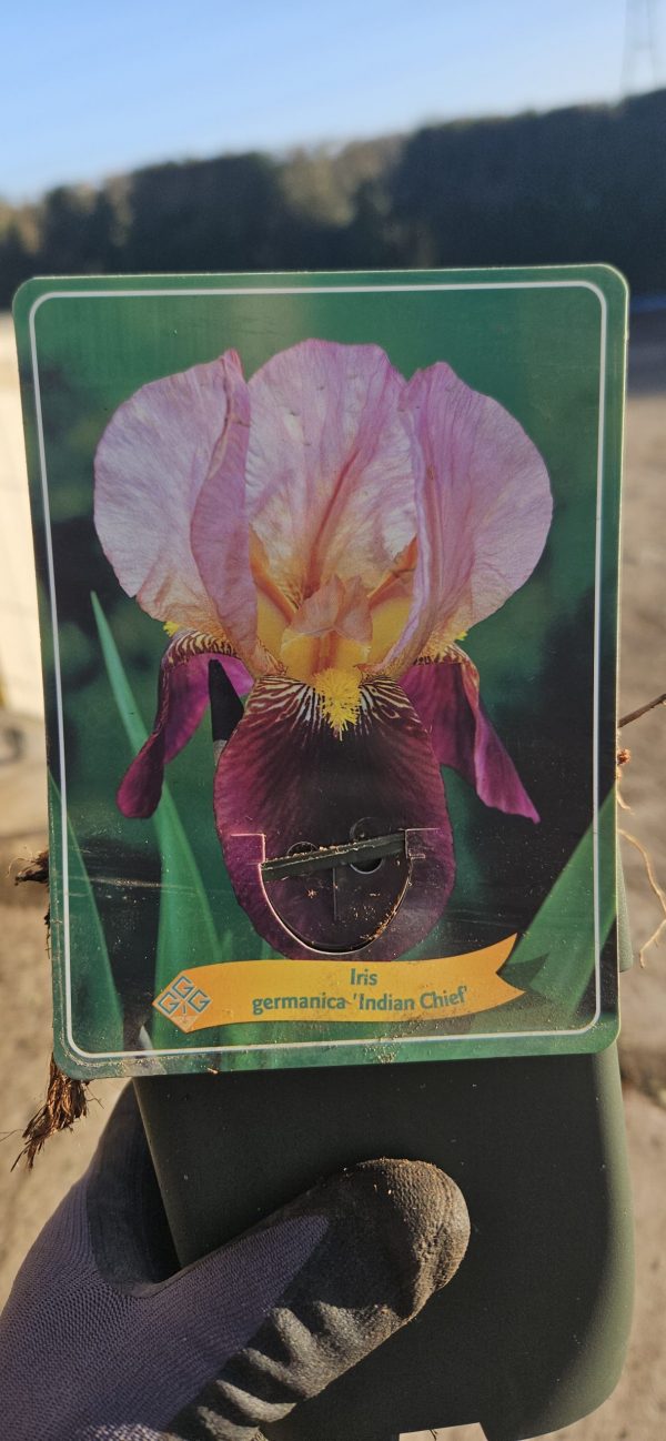 Iris 'Indian Chief'