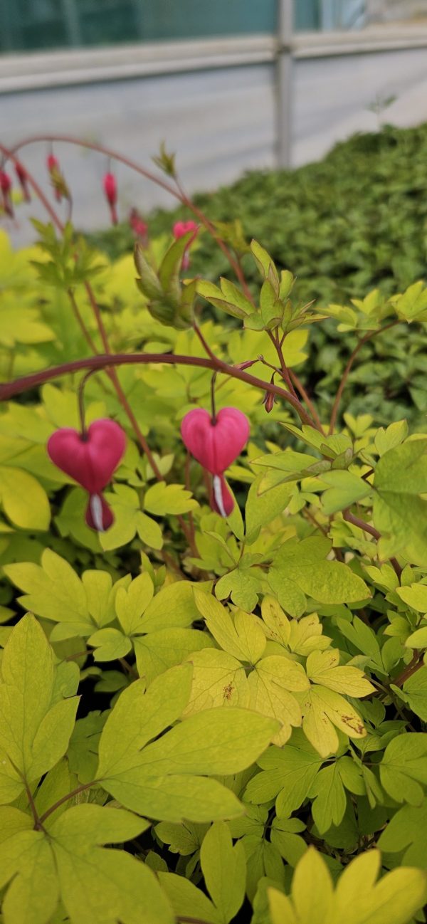Lamprocapnos spectabilis 'Yellow Leaf'