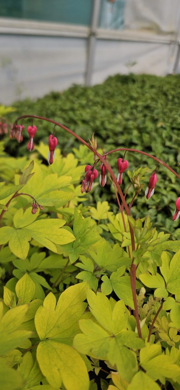 Lamprocapnos spectabilis 'Yellow Leaf'