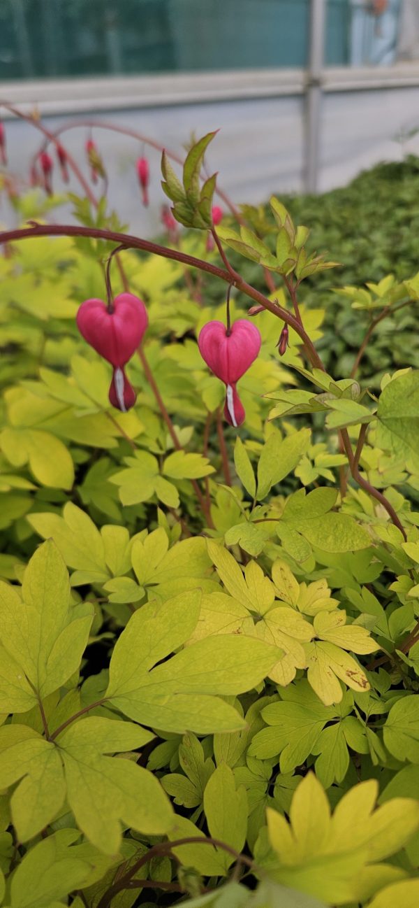 Lamprocapnos spectabilis 'Yellow Leaf'