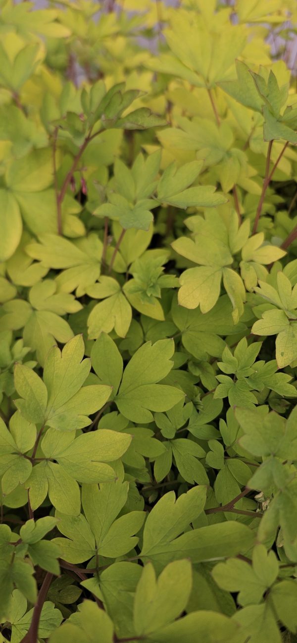 Lamprocapnos spectabilis 'Yellow Leaf'