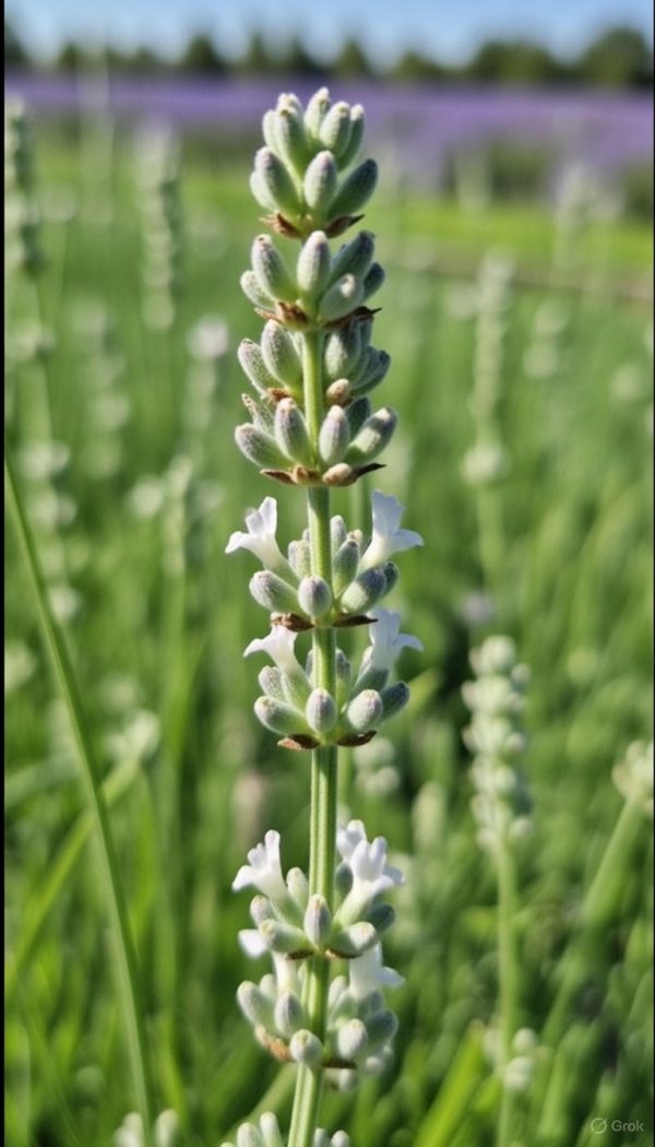 Lavandula angustifolia 'Arctic Snow'2 Lavandula angustifolia 'Arctic Snow'