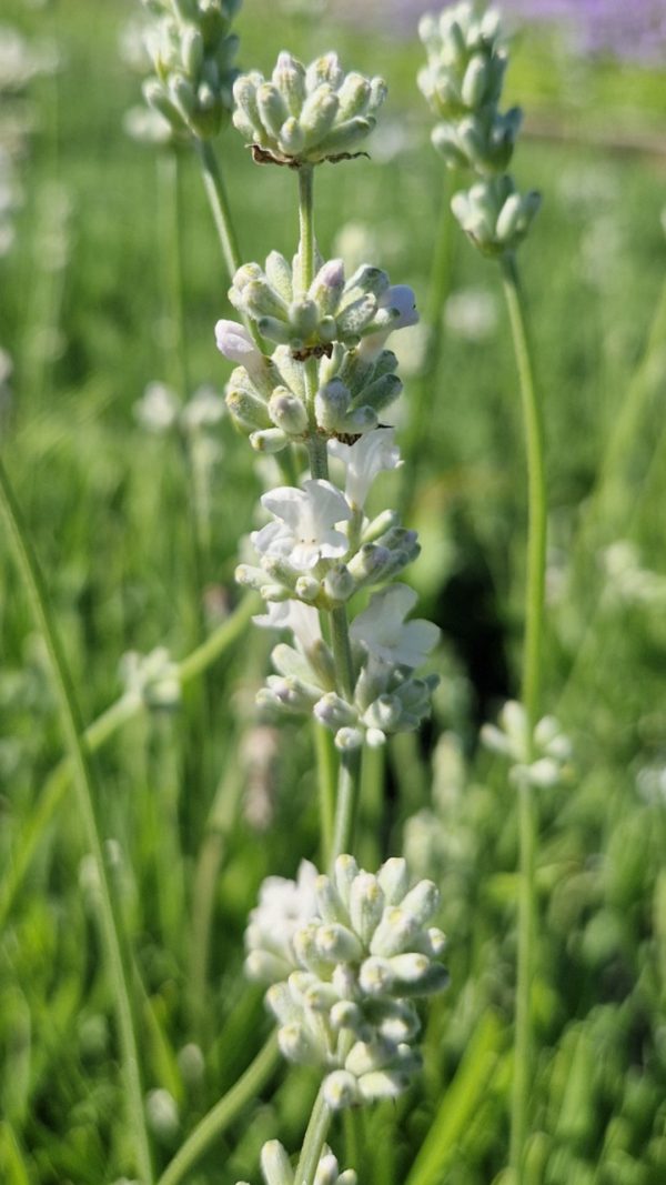 Lavandula angustifolia 'Arctic Snow'3 Lavandula angustifolia 'Arctic Snow'