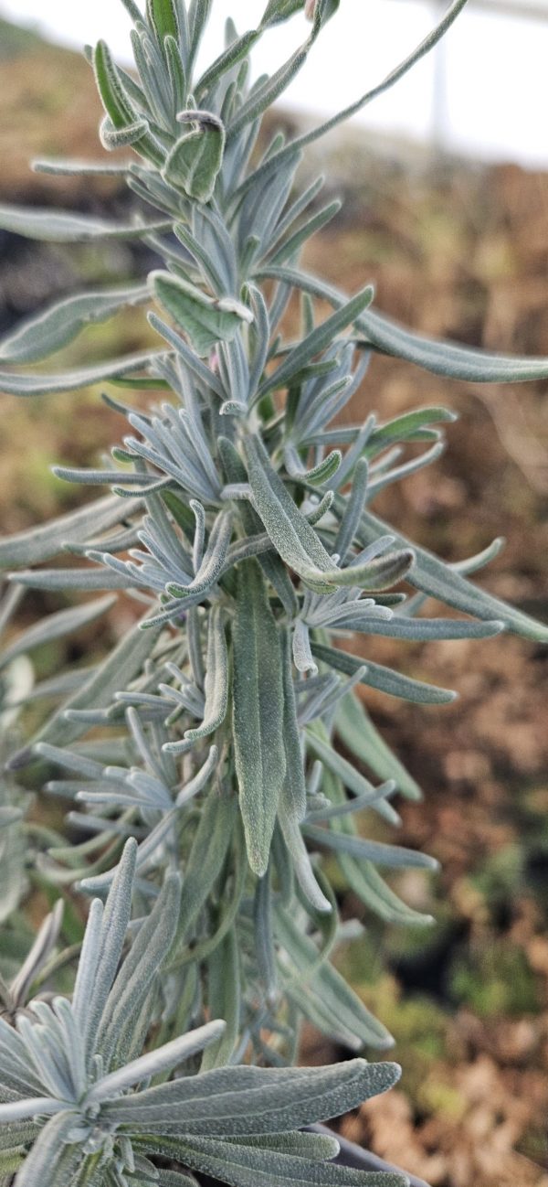 Lavandula angustifolia 'Ellagance Purple'
