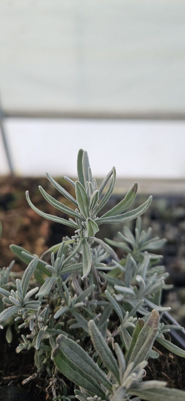 Lavandula angustifolia 'Purity'