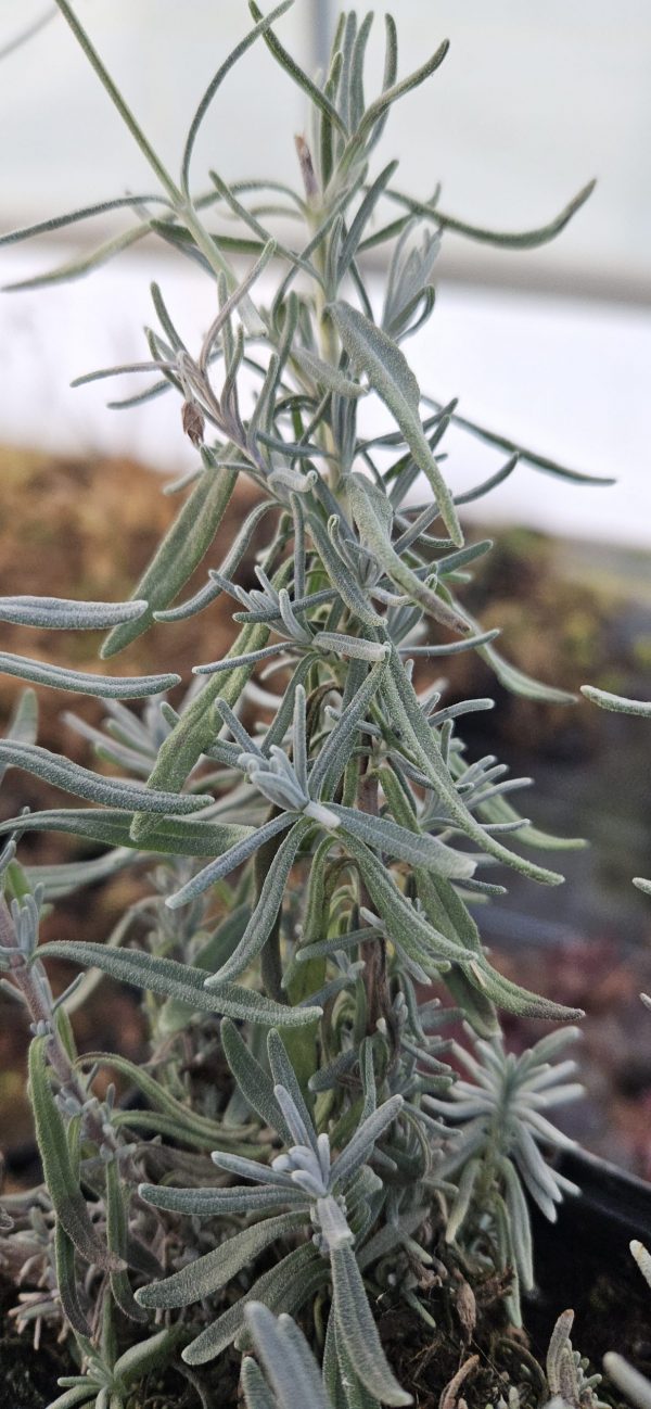 Lavandula angustifolia 'Purity'