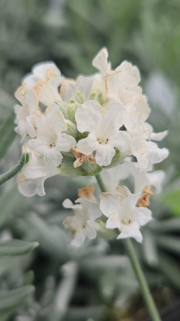 Lavandula angustifolia 'Purity'