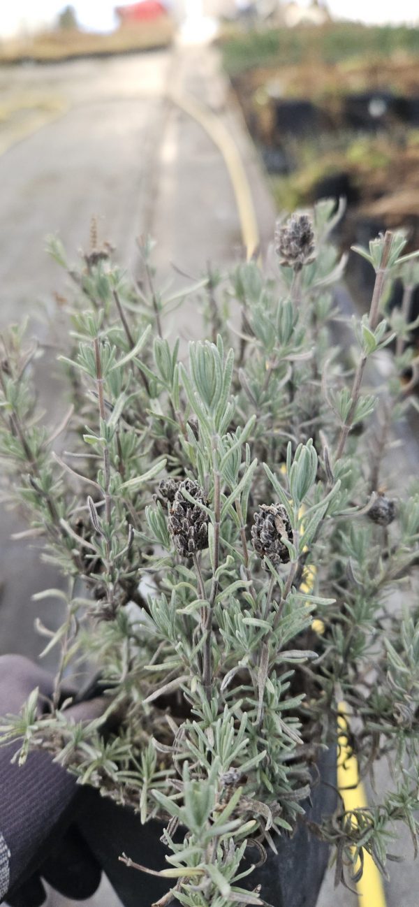 Lavandula stoechas 'Fathead'