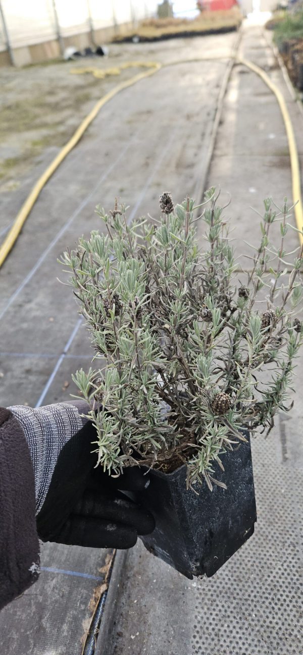 Lavandula stoechas 'Fathead'