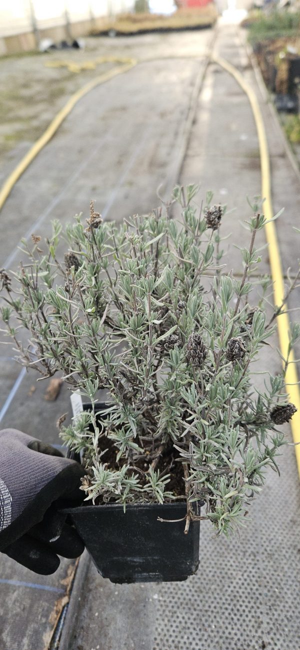 Lavandula stoechas 'Fathead'