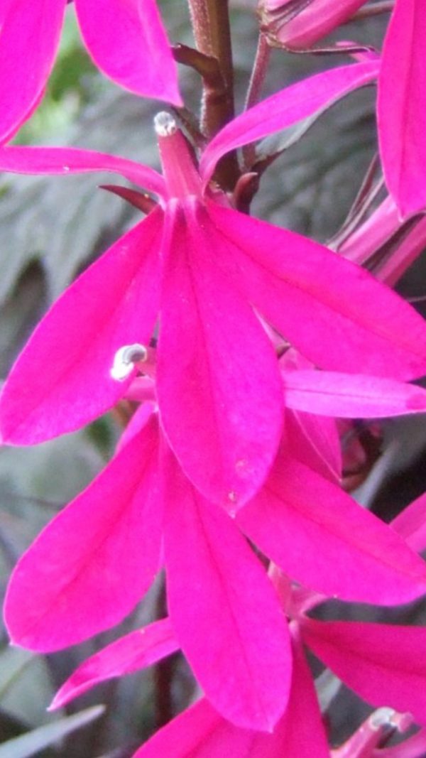 Lobelia 'Tania'