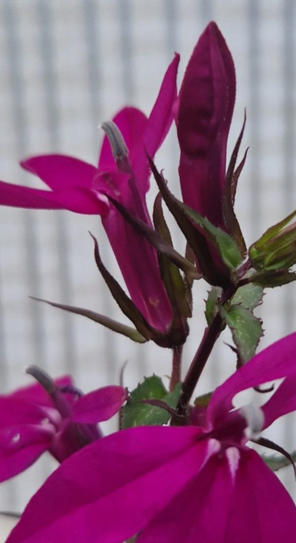 Lobelia 'Tania'