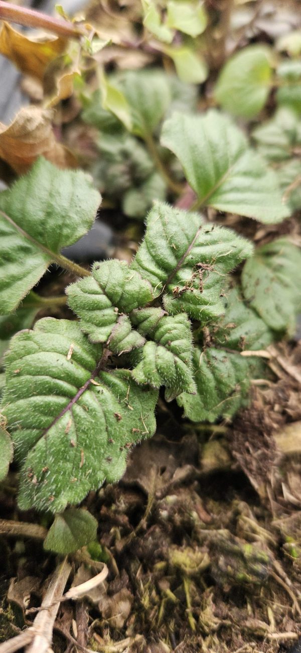 Monarda 'Berry Taffy'