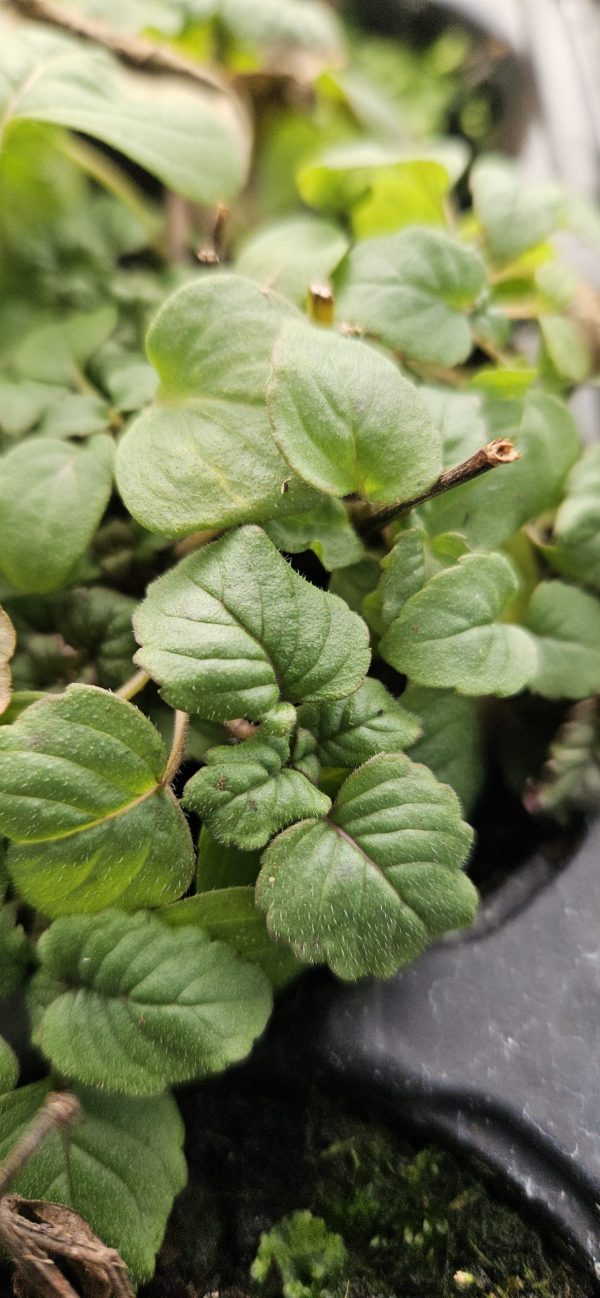 Monarda 'Berry Taffy'