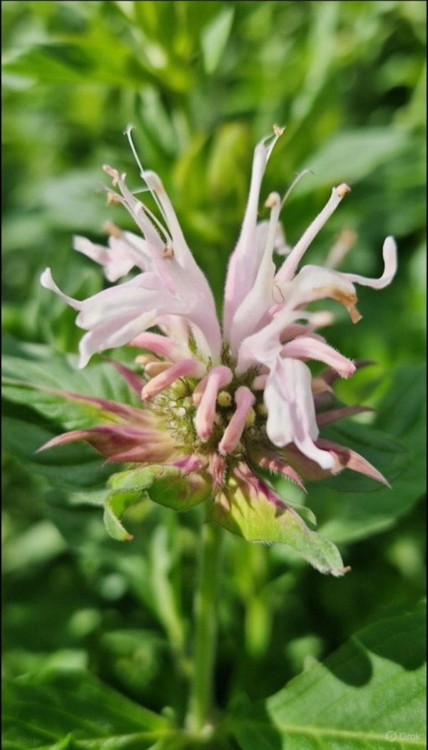 Monarda 'Melua Apppleblossom' Monarda 'Melua Apppleblossom'