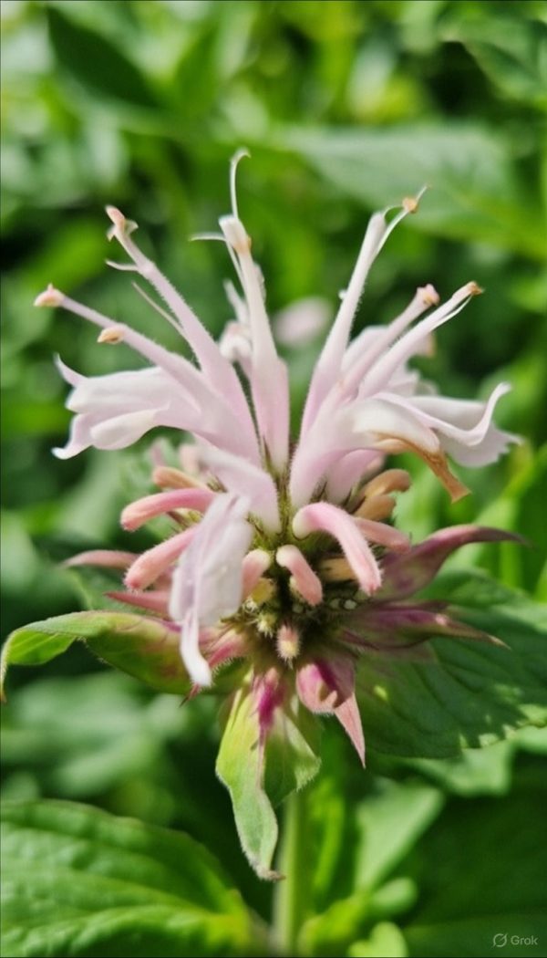 Monarda 'Melua Apppleblossom'2 Monarda 'Melua Apppleblossom'