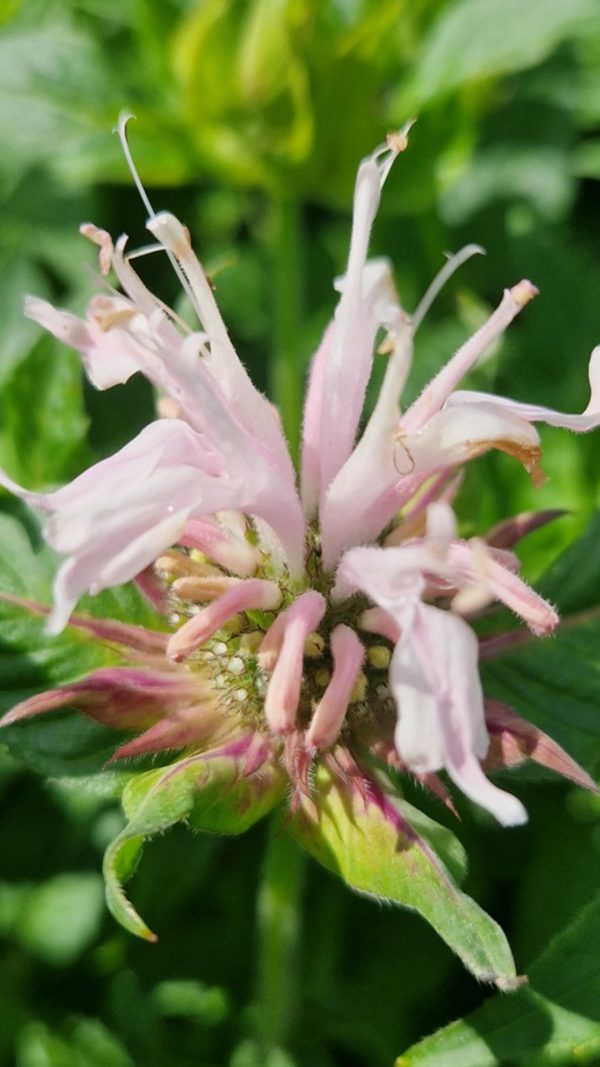 Monarda 'Melua Apppleblossom'3 Monarda 'Melua Apppleblossom'